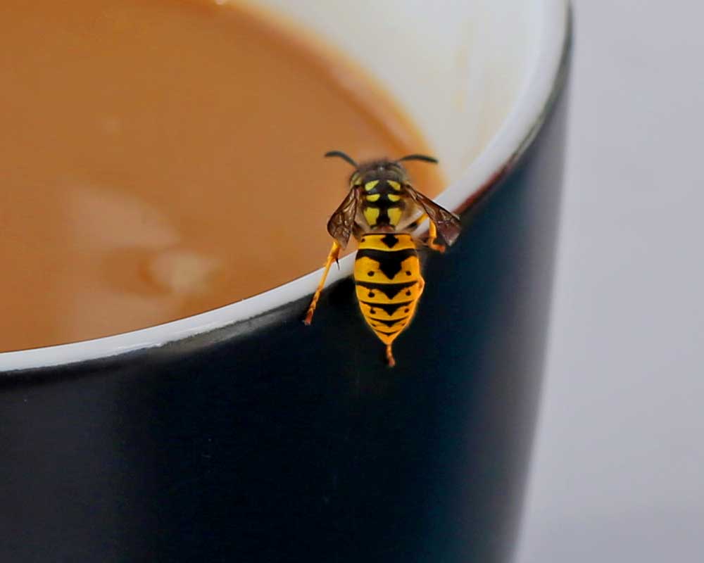 Wespenstich - Gefahr an der Kaffeetasse