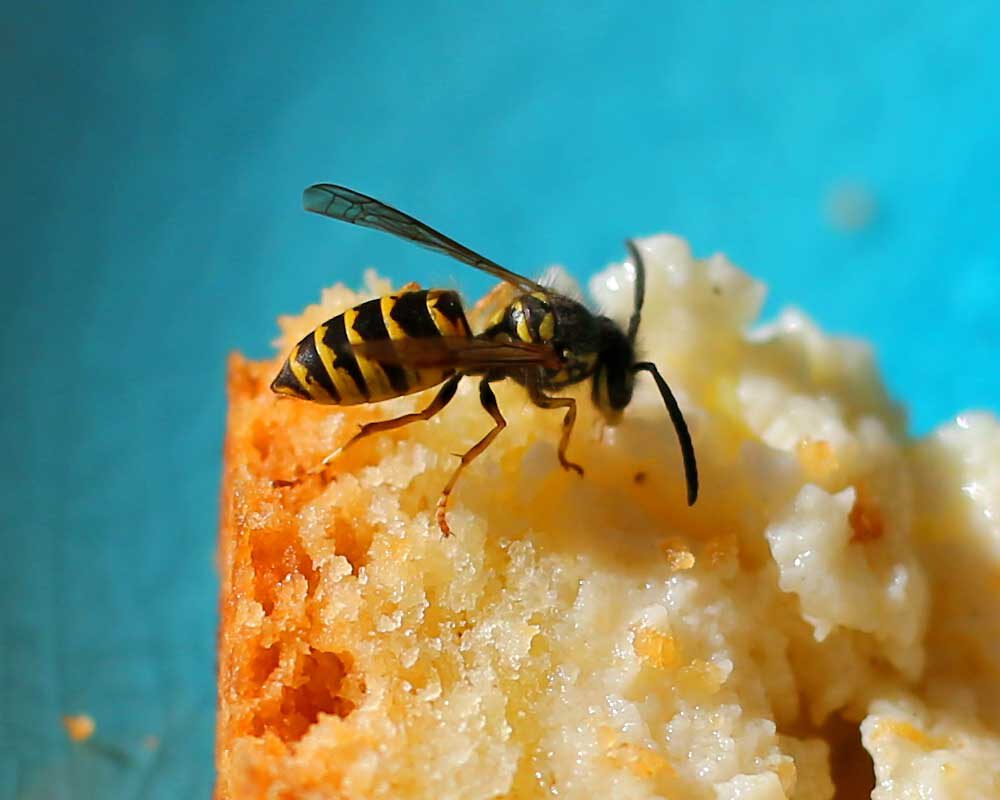 Wespenalarm - Wespen lieben Süßes